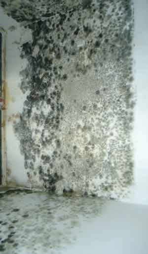 mold needs removal